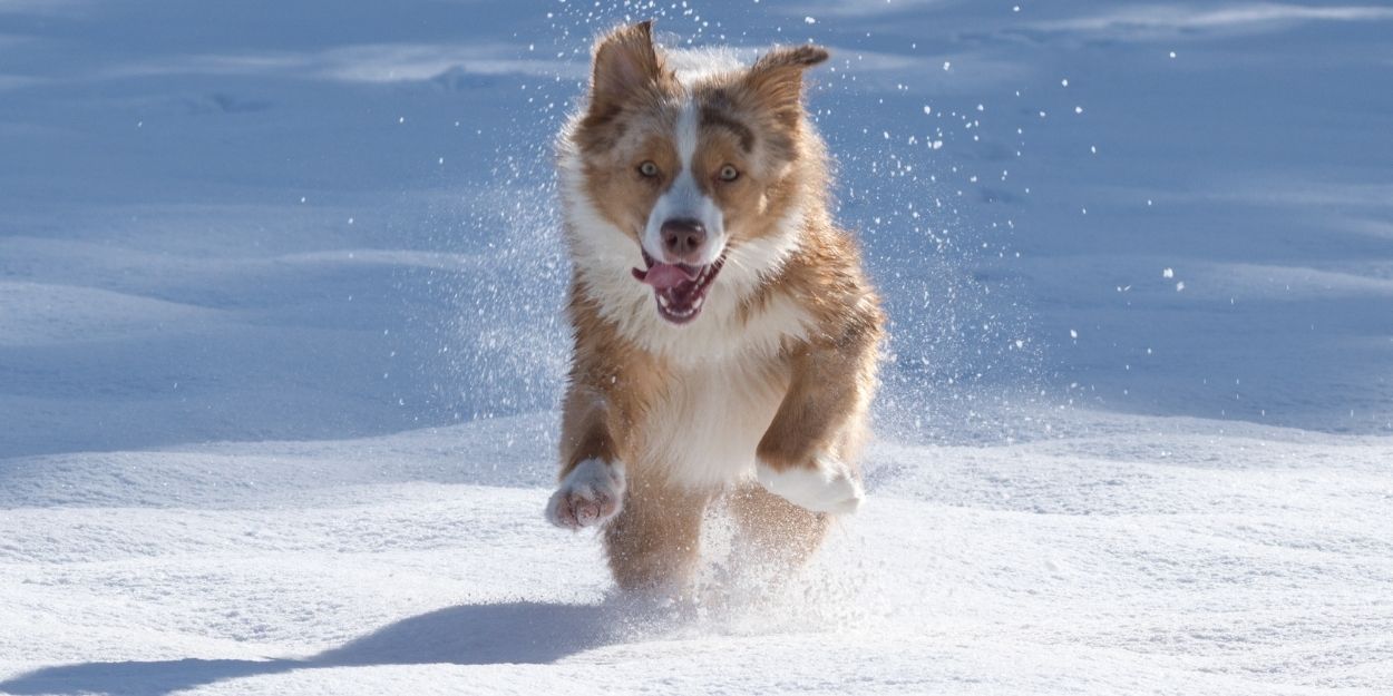 Peut-on promener son chien sur la neige ?